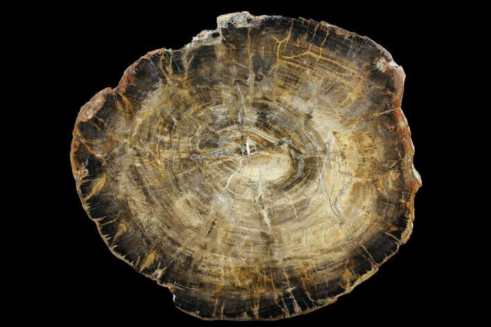Triassic Petrified Wood (Araucaria) Round - Utah #174938
